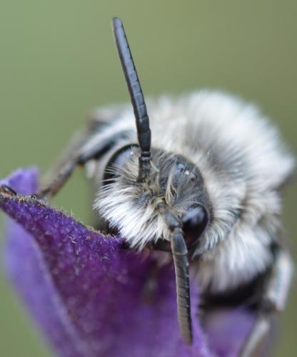 Melecta sp.